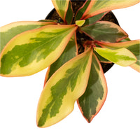 Peperomia 'Ginny' 4" Pot