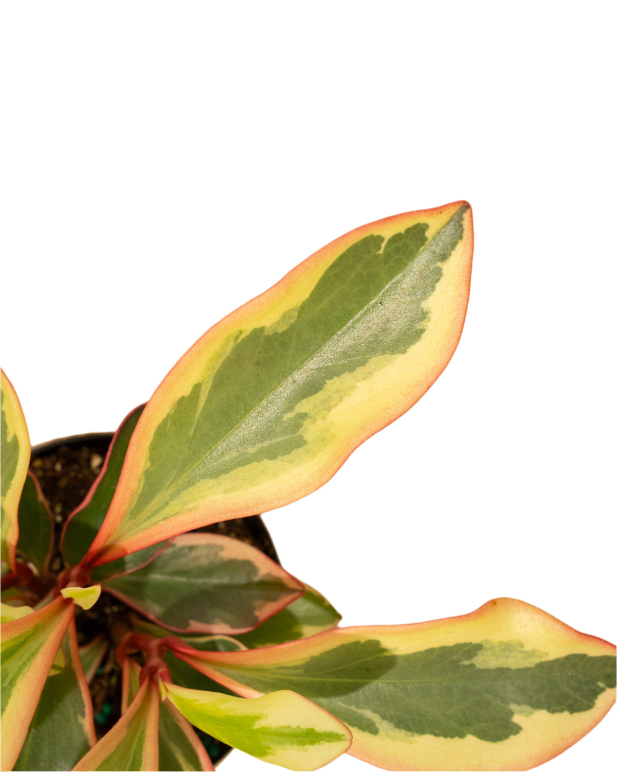 Peperomia 'Ginny' 4" Pot