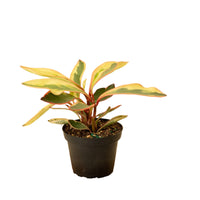 Peperomia 'Ginny' 4" Pot