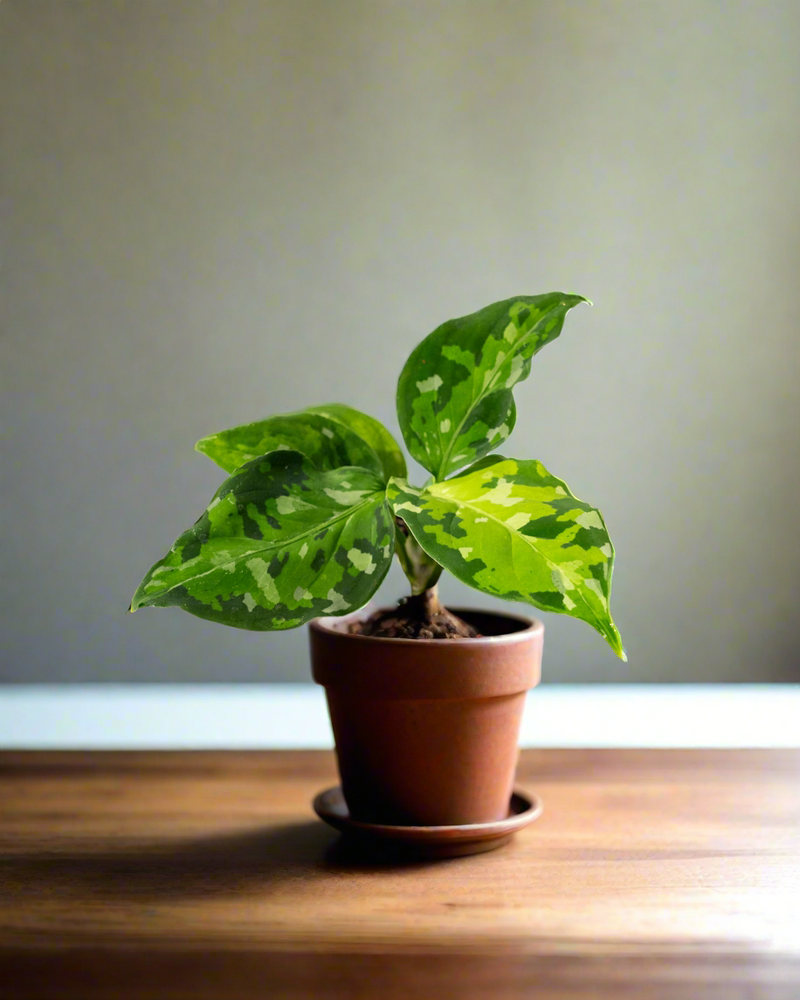 Aglaonema 'Pictum Tricolor' 2