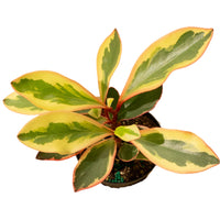 Peperomia 'Ginny' 4" Pot