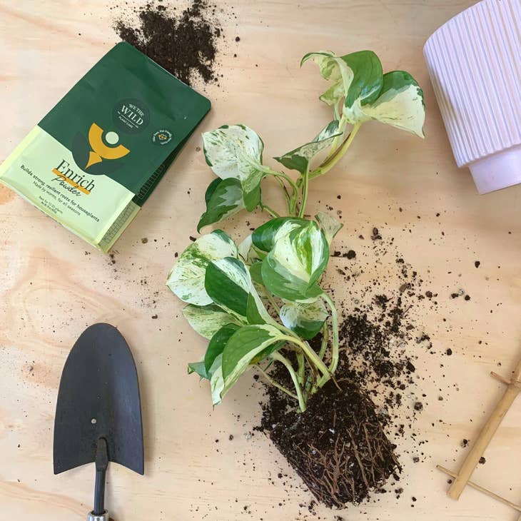 Enrich Powder We The Wild Plant Co.