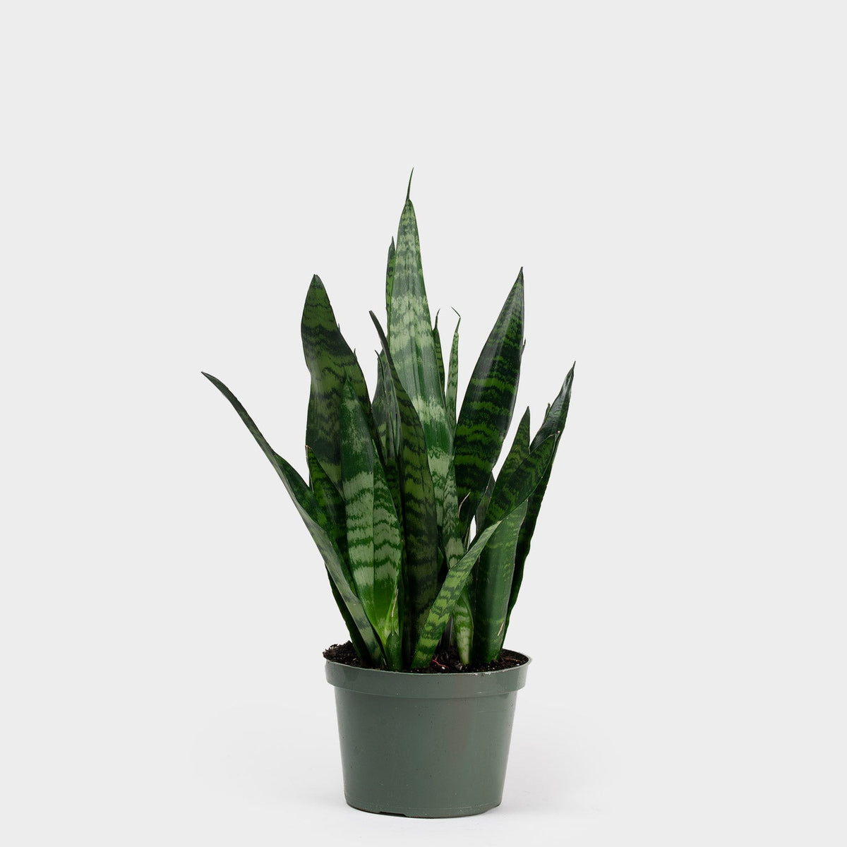 Sansevieria