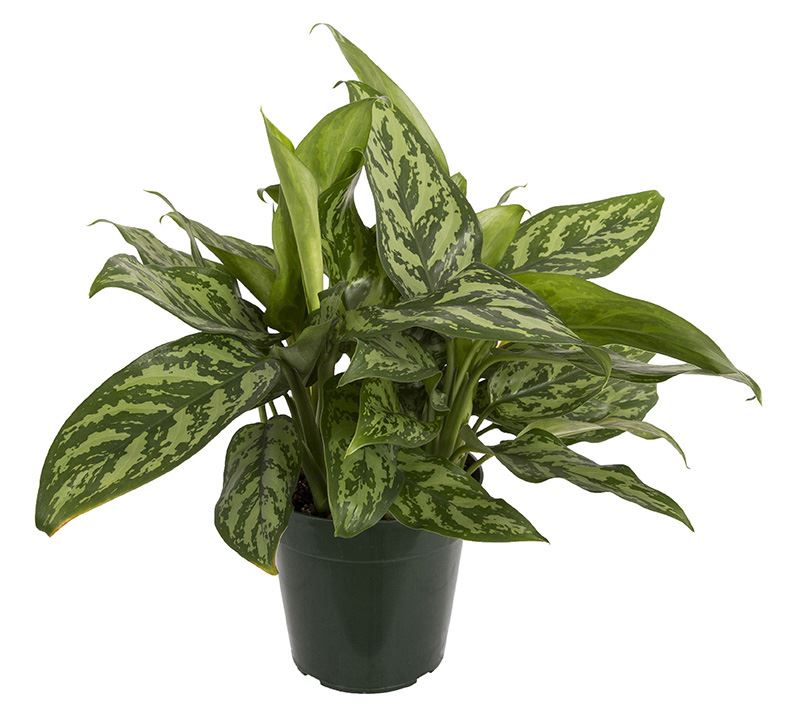aglaonema species chinese evergreen Aglaonema / Chinese Evergreen – CRAIG RYANS inc
