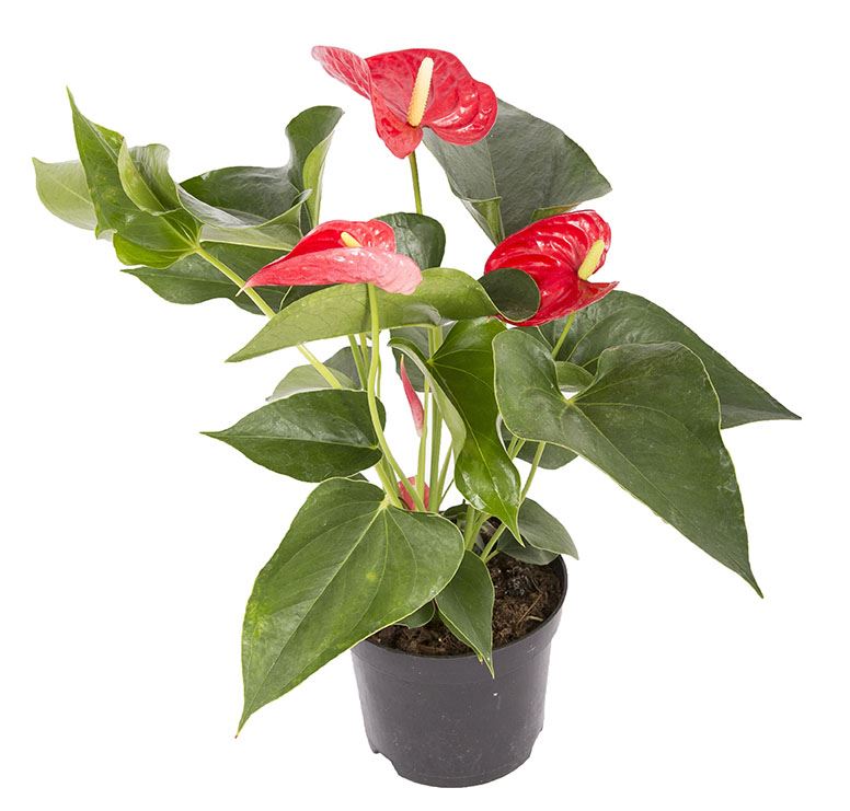 Anthurium