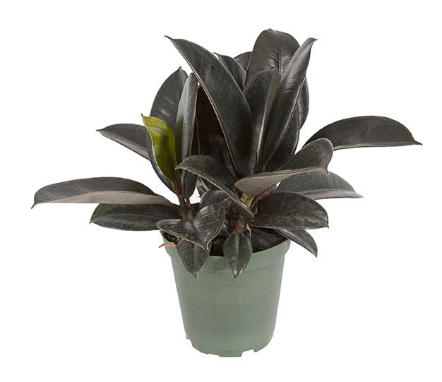 Rubber Plant
