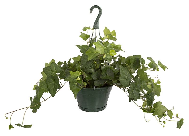 Ivy Hanging Basket