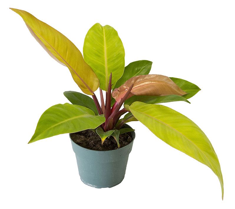 orange moonlight philodendron Philodendron Hybrids – CRAIG RYANS inc