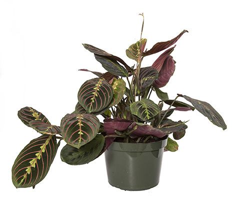 purple prayer plants Prayer Plant – CRAIG RYANS inc
