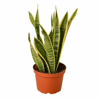 Sansevieria