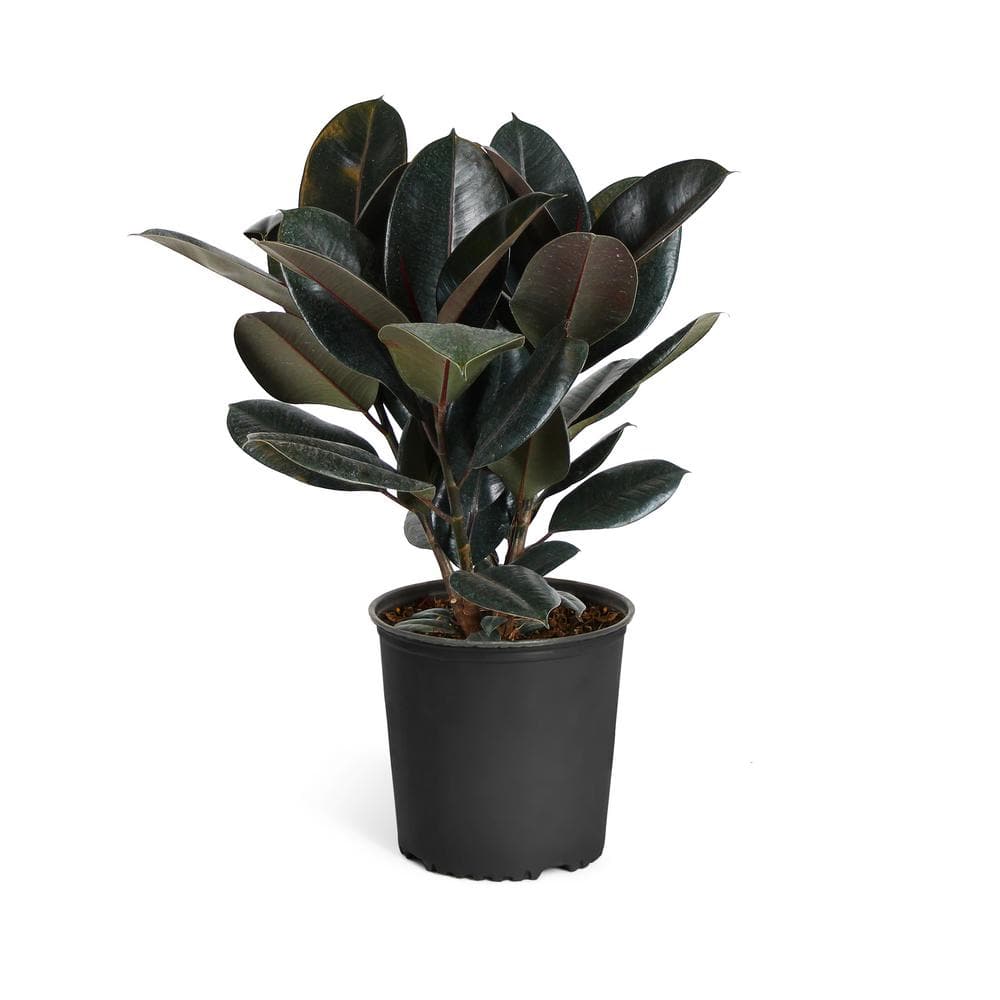 Rubber Plant