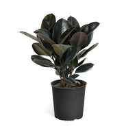 Rubber Plant