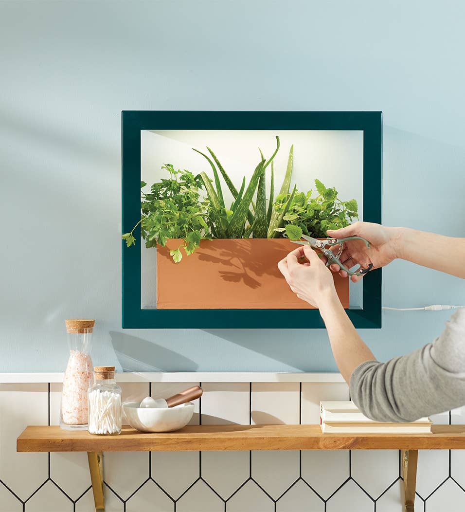 Modern Sprout Standard Grow Frame - Emerald, Matte Black