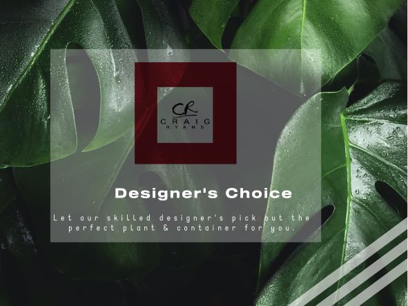 Designer's Choice