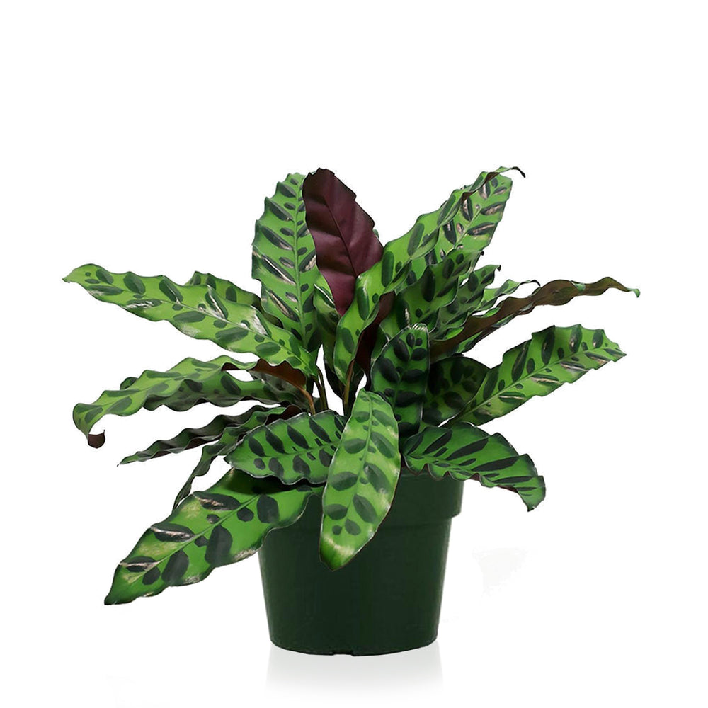 Calathea (Rattlesnake)