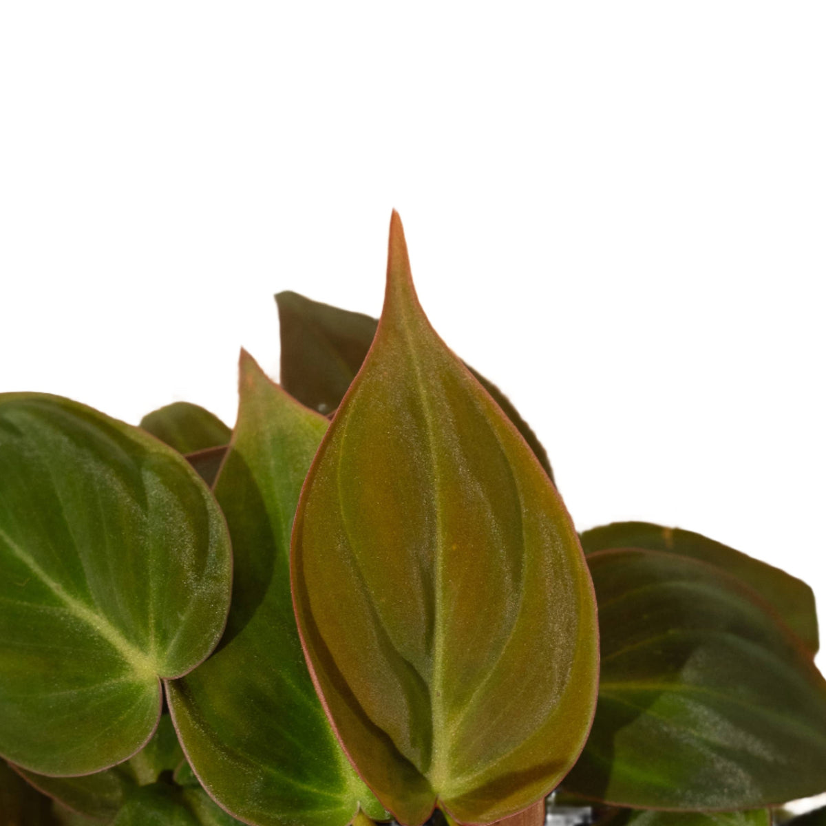 Philodendron 'Micans' 4" Pot