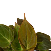 Philodendron 'Micans' 4" Pot