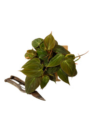 Philodendron 'Micans' 4" Pot