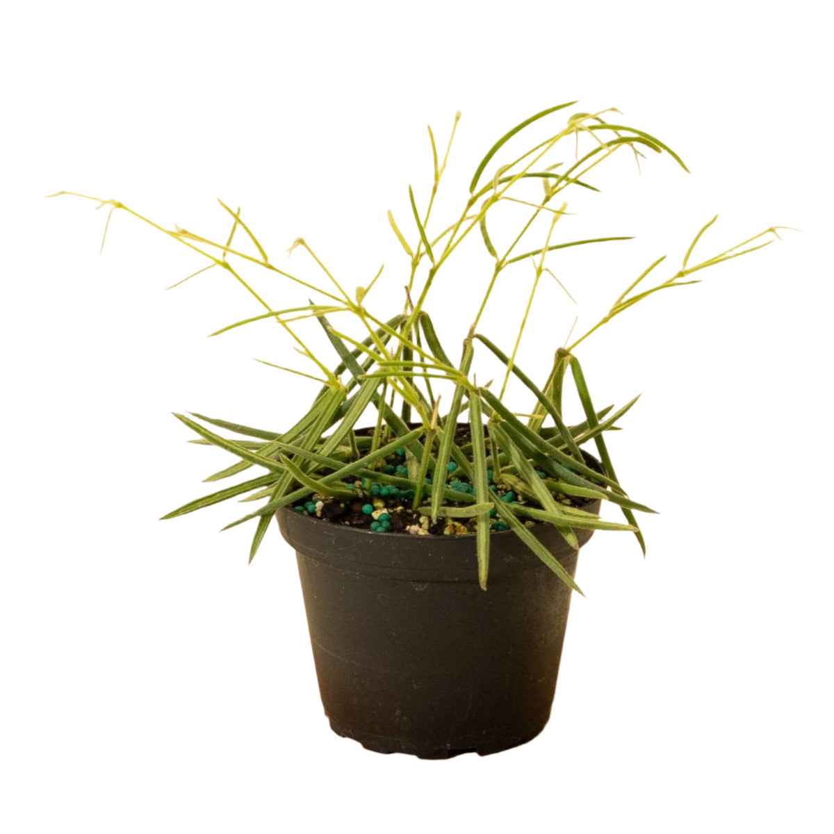 Hoya 'Linearis' 4" Pot