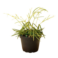 Hoya 'Linearis' 4" Pot