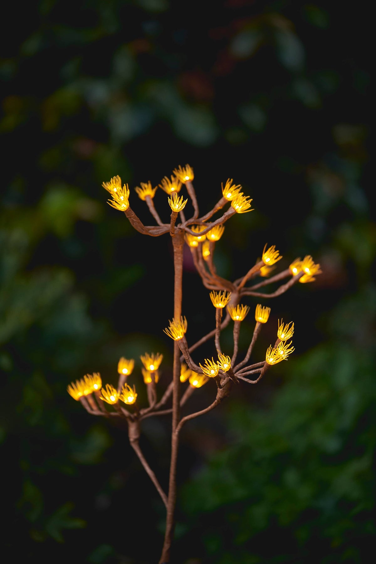 Solar Fennel Branch
