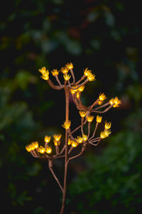 Solar Fennel Branch