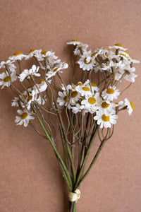 Chamomile Bundle - White / 6 Stems