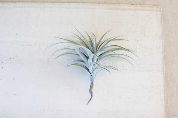 Giant Artificial Air Plant