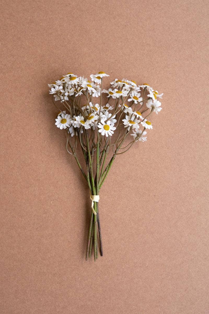 Chamomile Bundle - White / 6 Stems