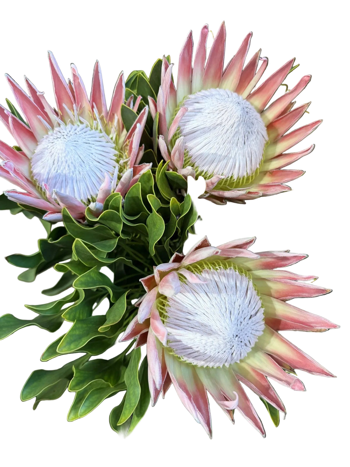 King Protea - Stem / Pink