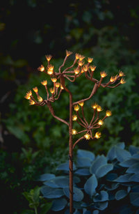 Solar Fennel Branch
