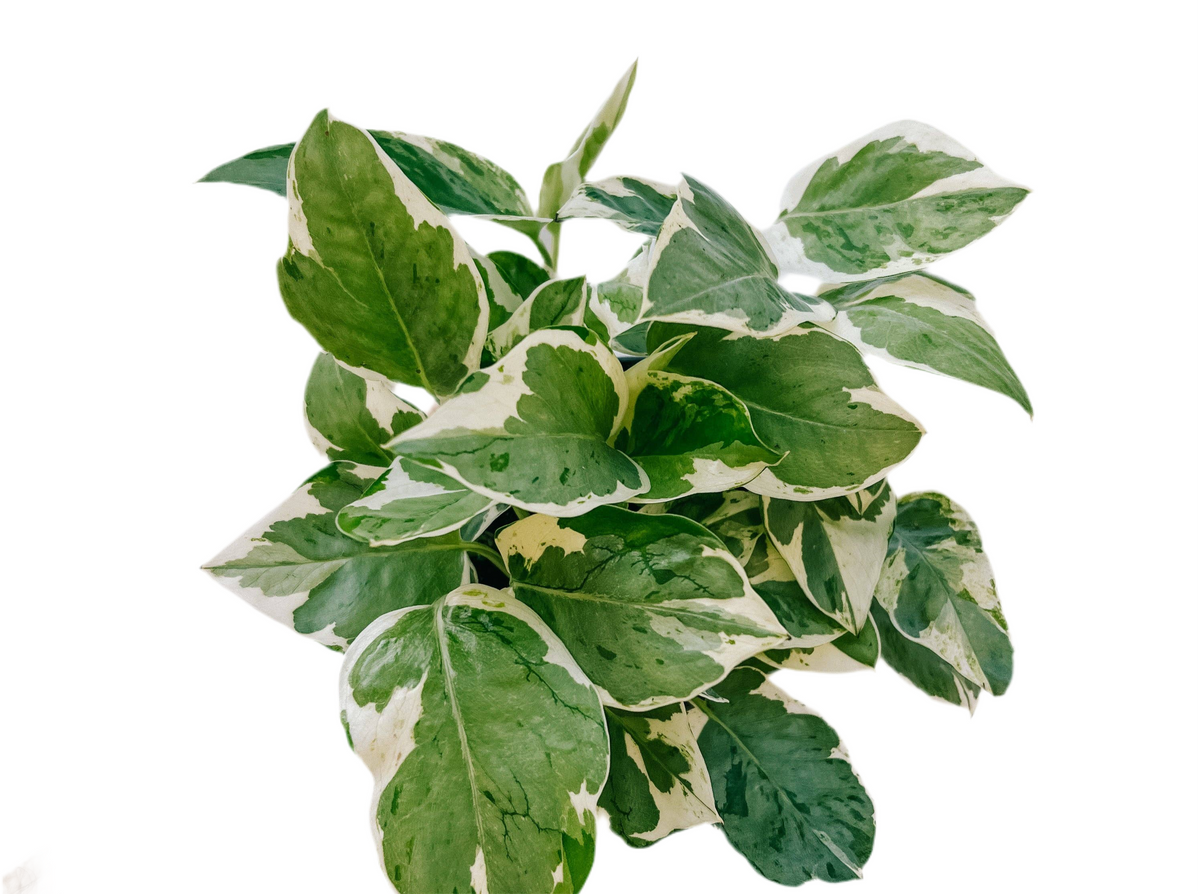 Pothos 'Pearls and Jade' 4" Pot