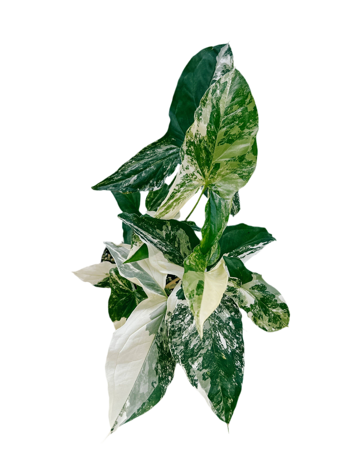 Syngonium Albo Variegated 4"