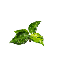 Aglaonema 'Pictum Tricolor' 2"
