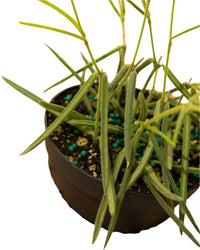 Hoya 'Linearis' 4" Pot