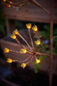 Solar Fennel Branch