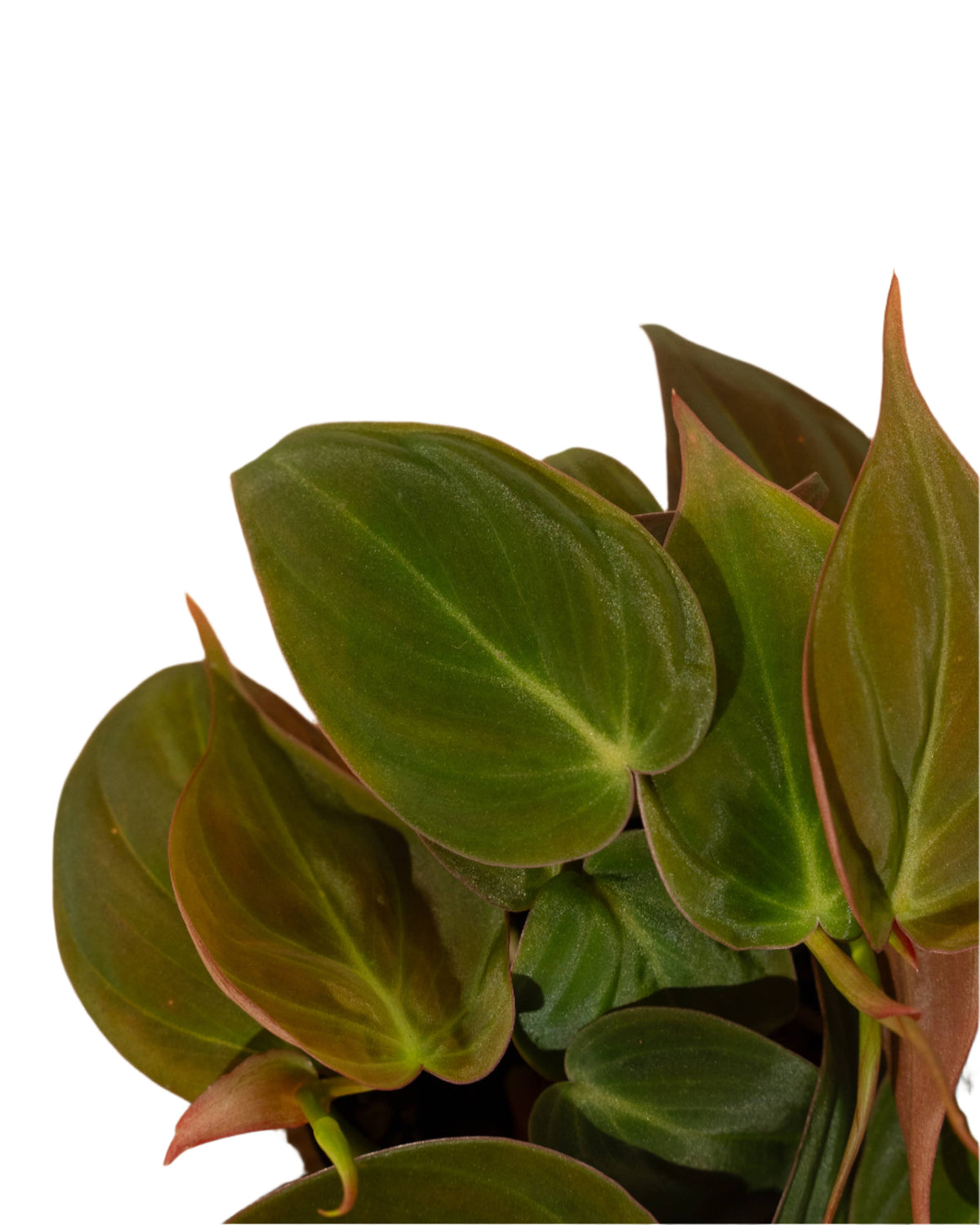 Philodendron 'Micans' 4" Pot