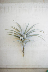 Giant Artificial Air Plant