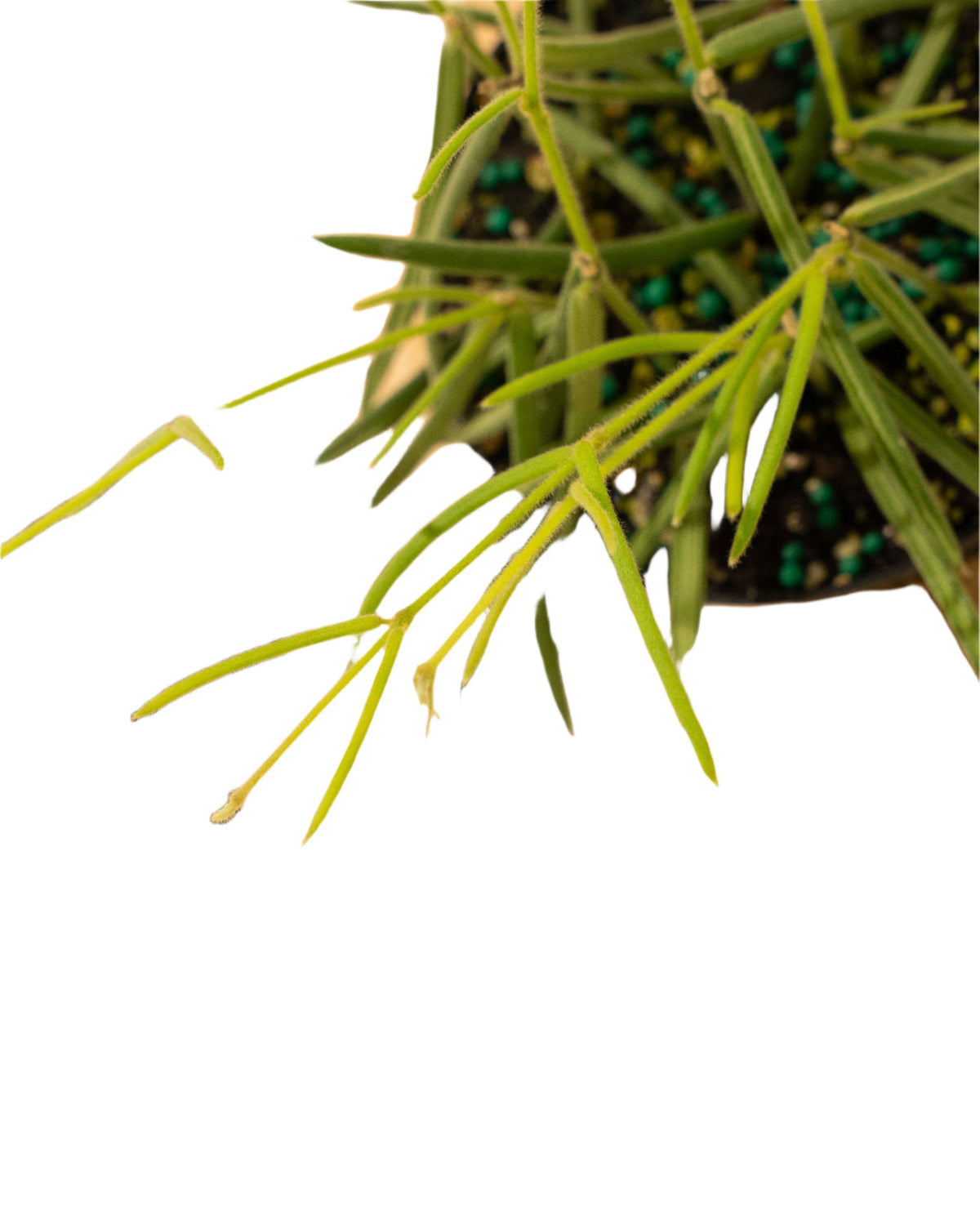 Hoya 'Linearis' 4" Pot