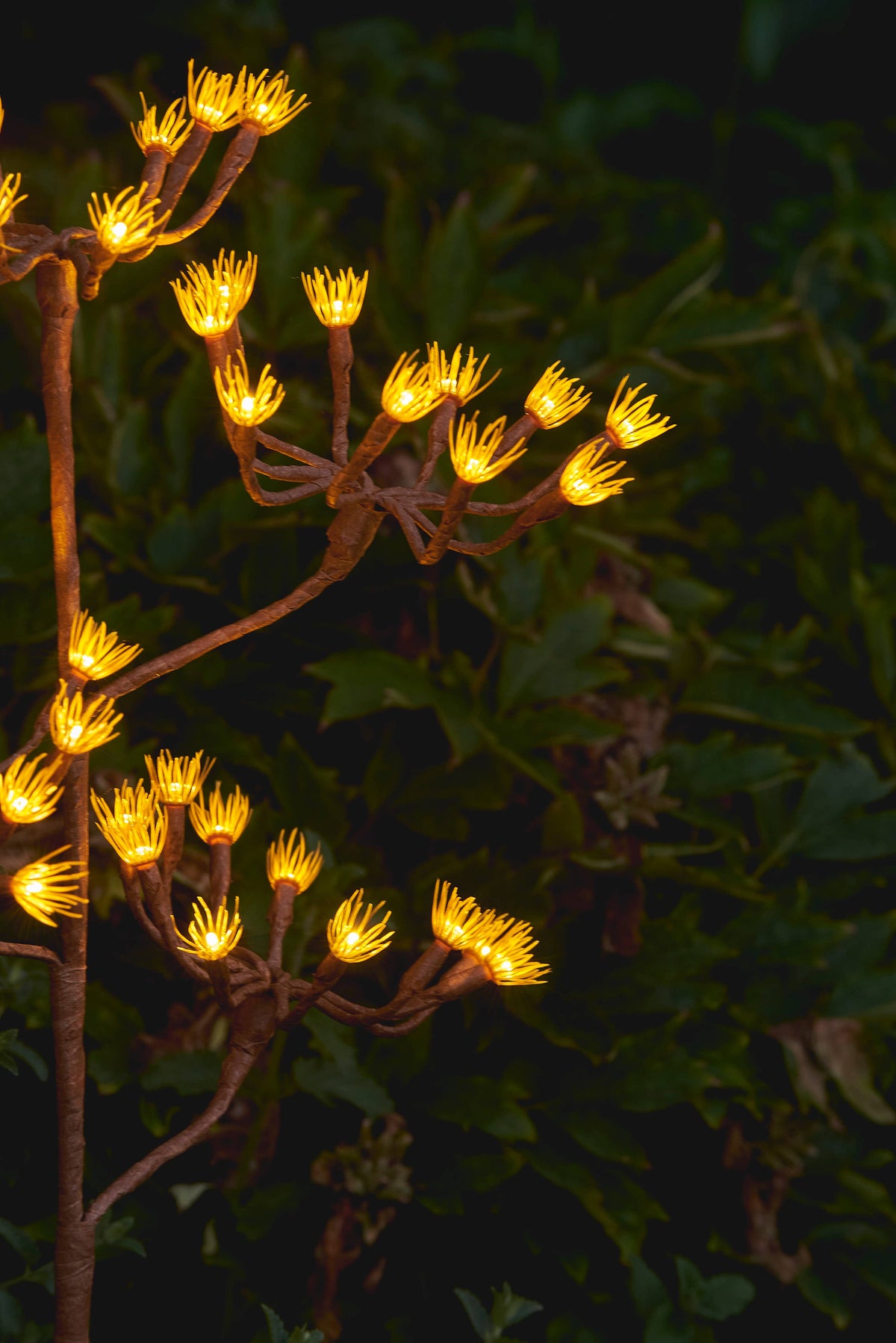 Solar Fennel Branch