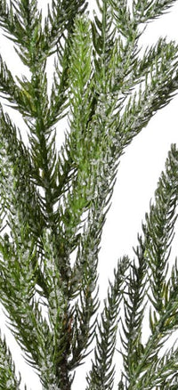 Artificial Soft Touch Norfolk Pine Branch Spray - 32"