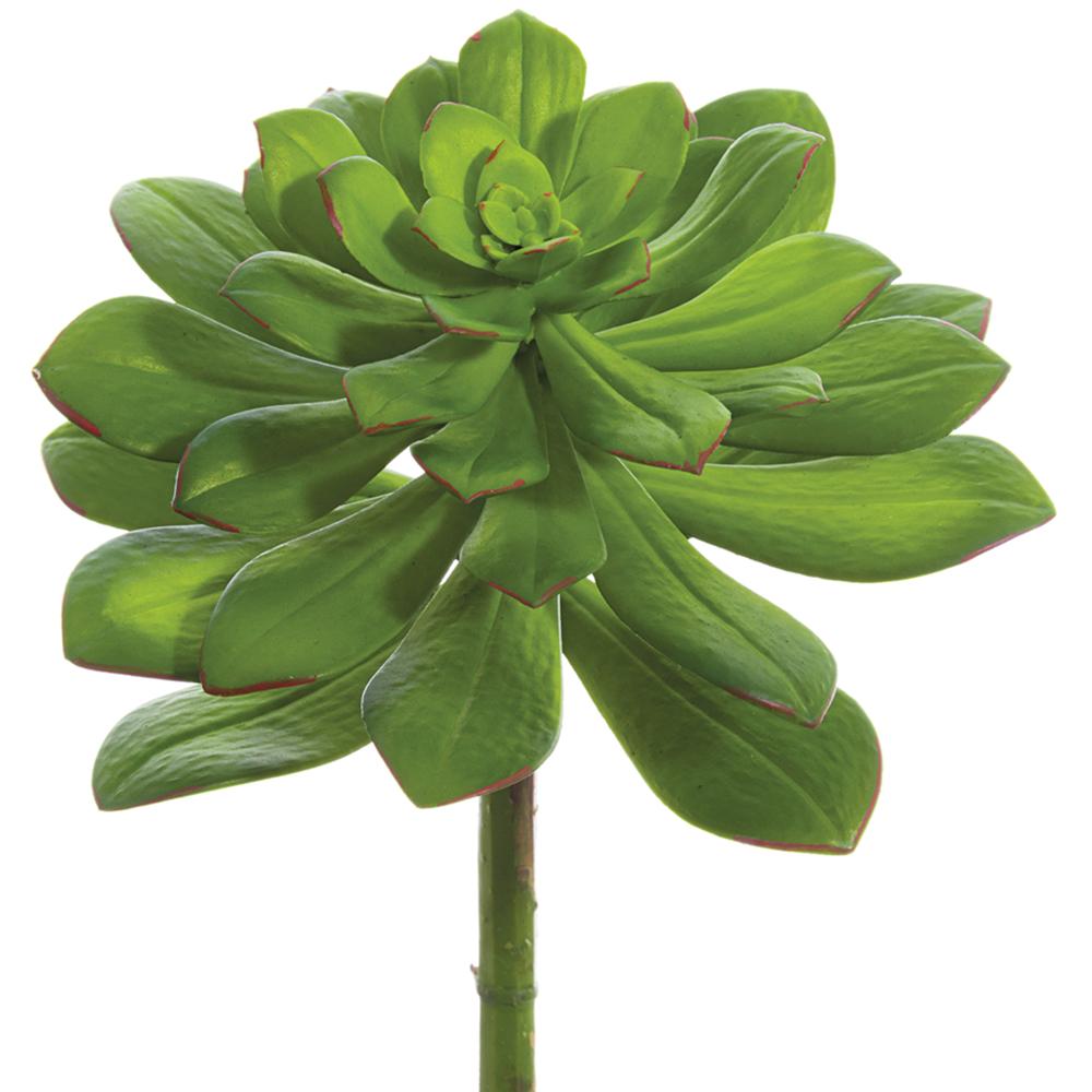 Echeveria Stem - 10.5"H x 8"D / Green