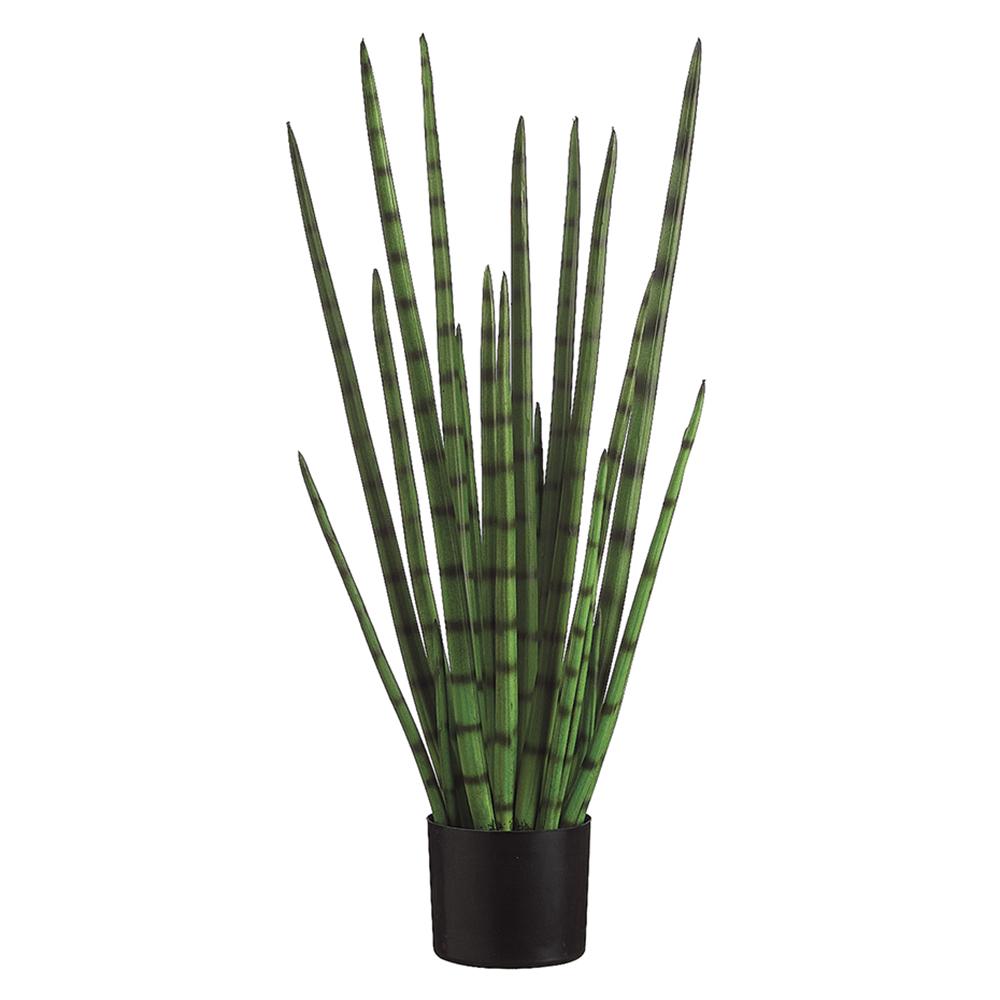 Snake Grass in Black Plastic Pot - 33" / Green