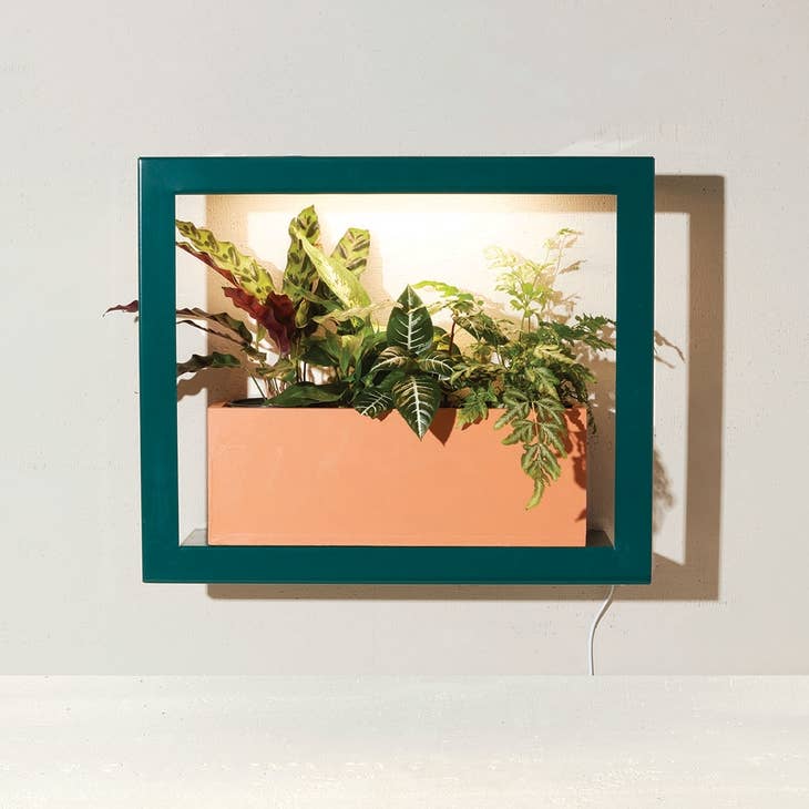 Modern Sprout Standard Grow Frame - Emerald, Matte Black